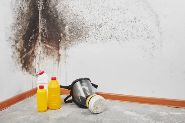 Mold Removal Process in Green Springs, OH