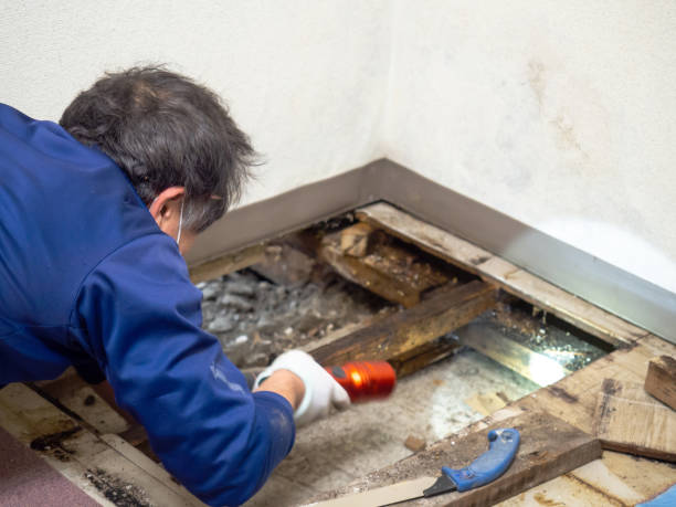 Best Water Damage Restoration  in Green Springs, OH