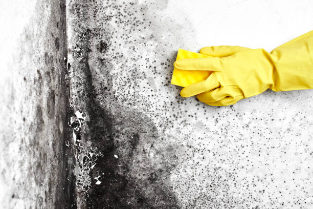 Best Crawl Space Mold Removal  in Green Springs, OH