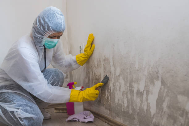 Best Attic Mold Removal  in Green Springs, OH