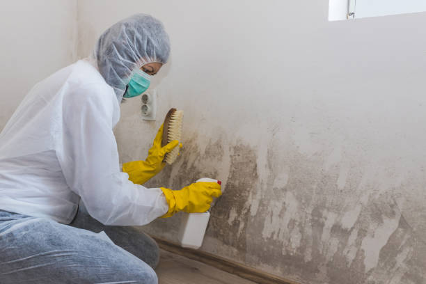 Best Toxic Mold Removal  in Green Springs, OH