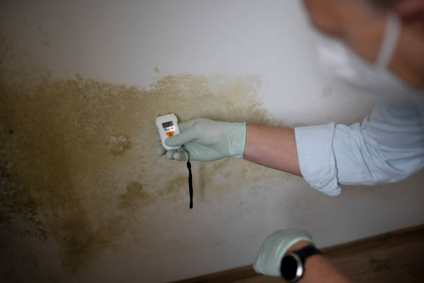 Best Home Mold Removal  in Green Springs, OH