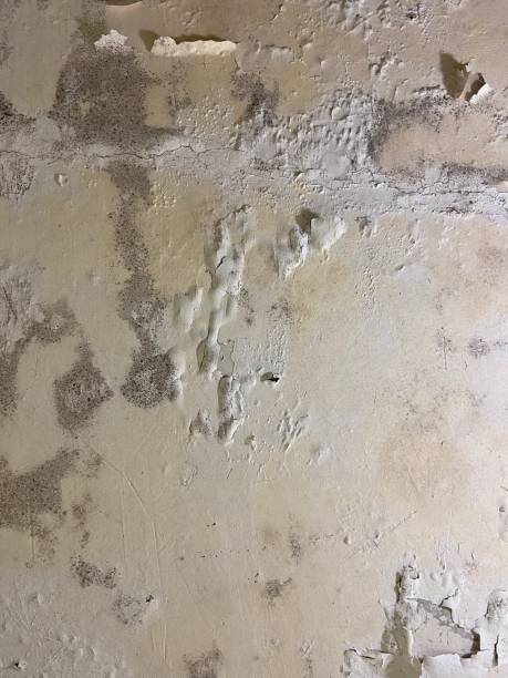 Best Fast Mold Removal  in Green Springs, OH