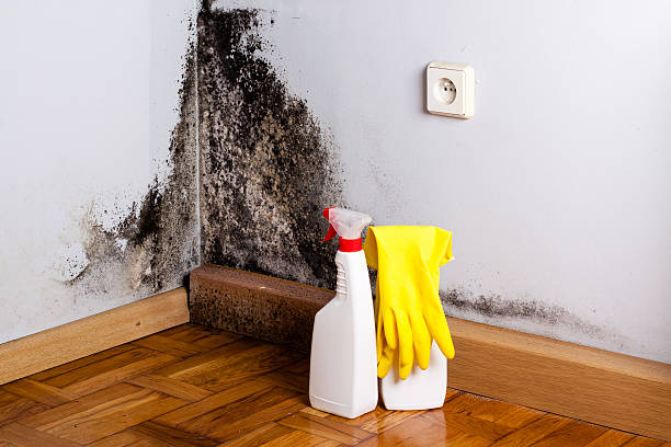 Best Affordable Mold Removal  in Green Springs, OH